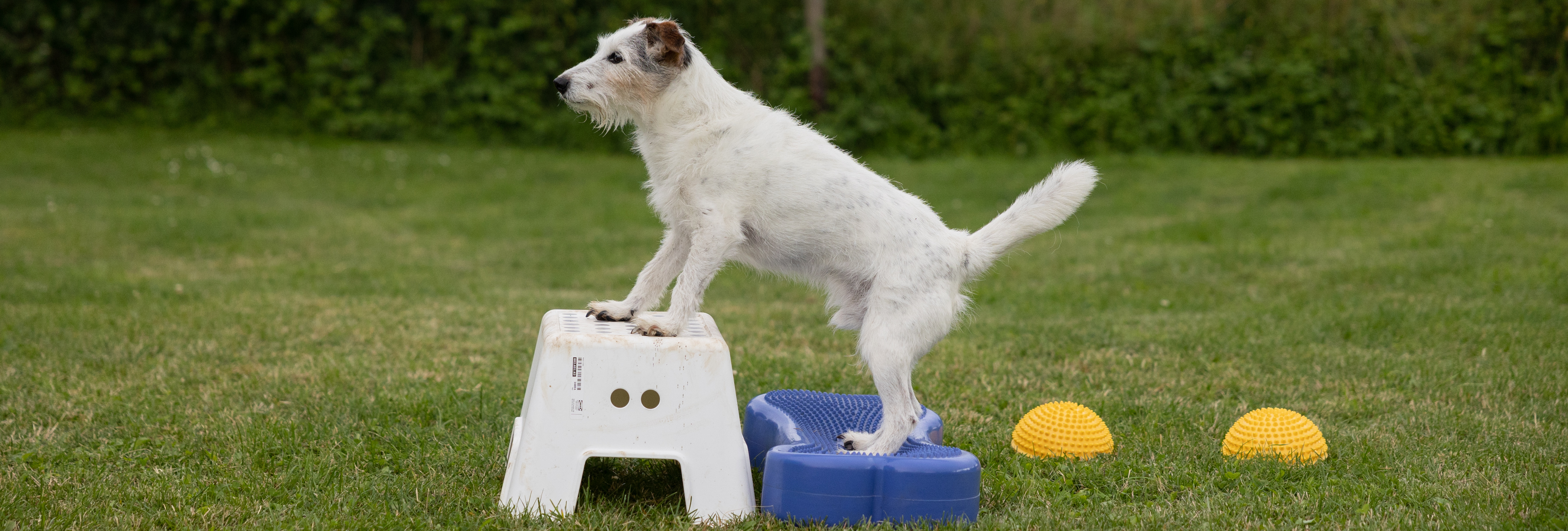 Hund beim Fitnesstraining – kleinschrittiger Aufbau der Übungen