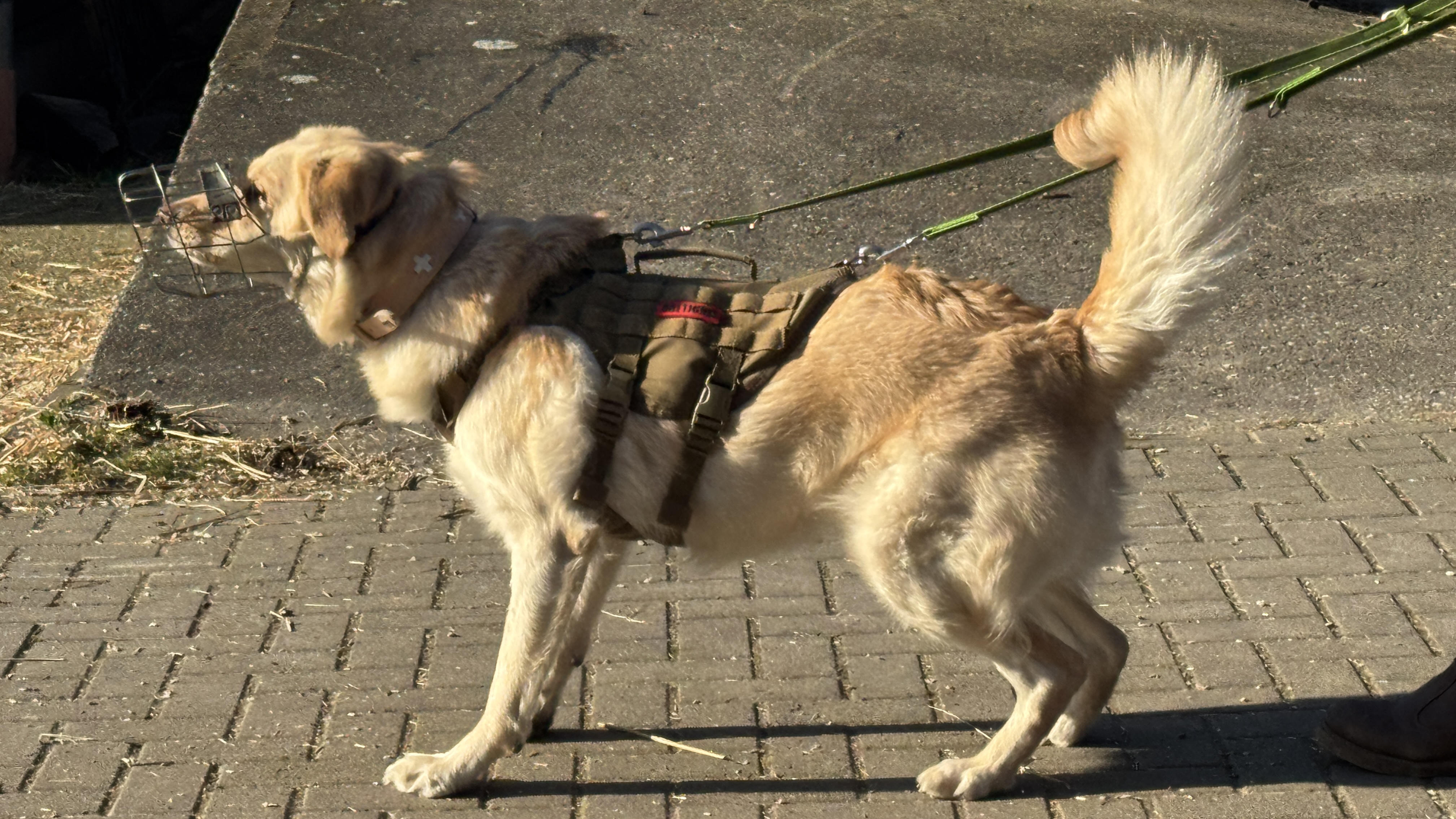 Einzeltraining mit Mauli – Hundeschule vom Knottenwäldchen Hofheim am Taunus
