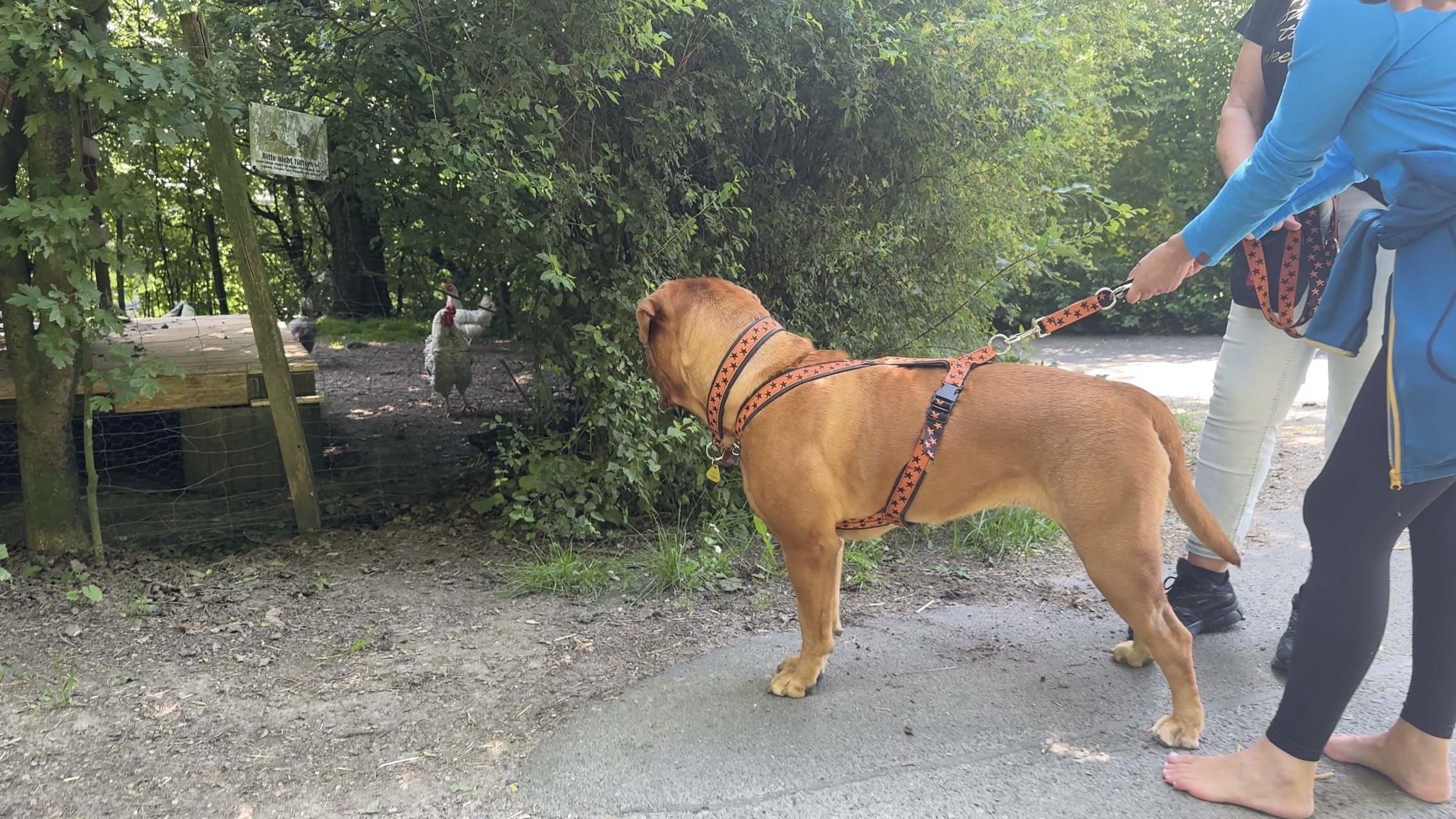 Ellie im Einzeltraining – Hundeschule vom Knottenwäldchen Hofheim