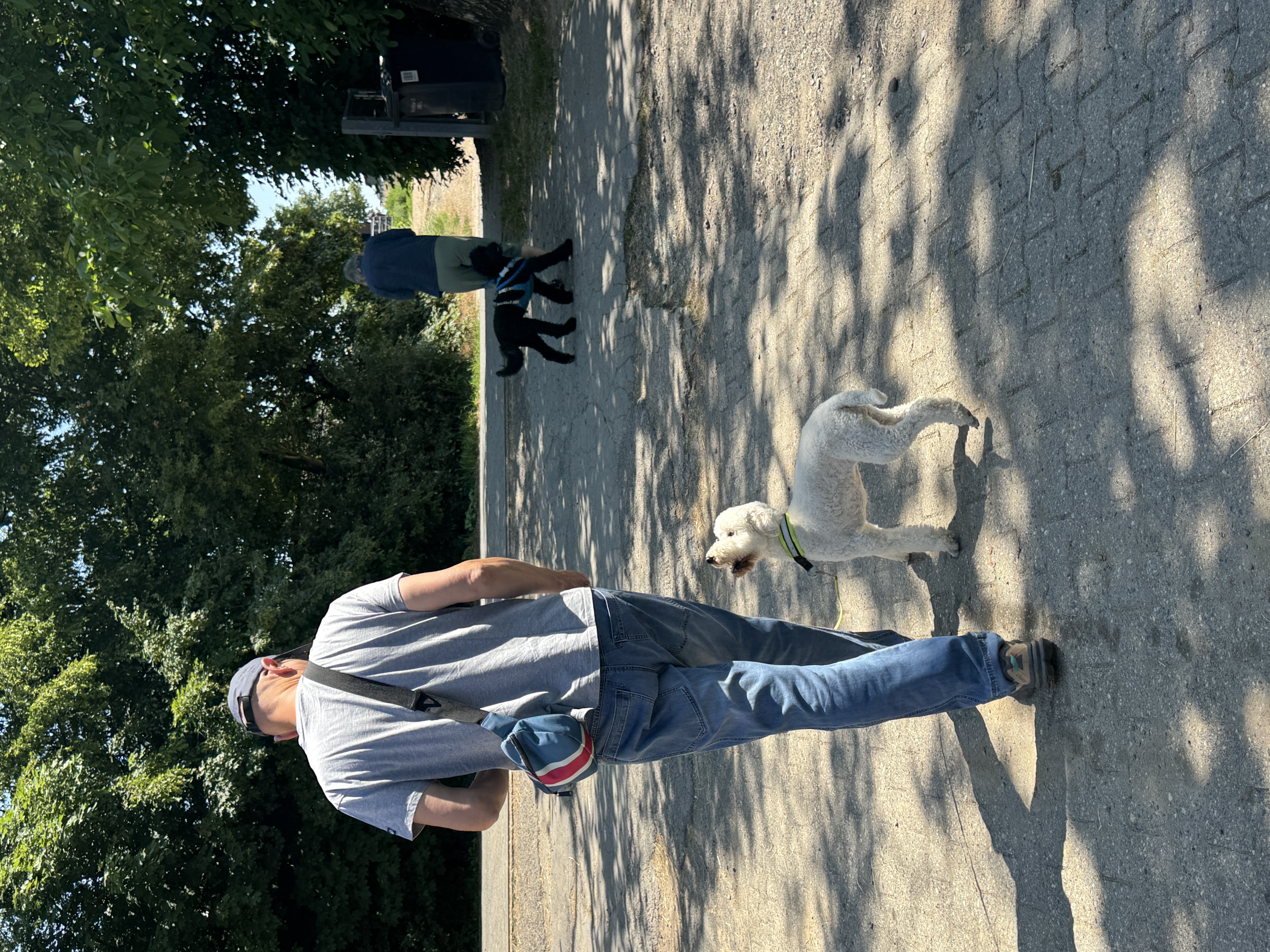 Leinenführigkeit im Training – Hund schaut zum Menschen
