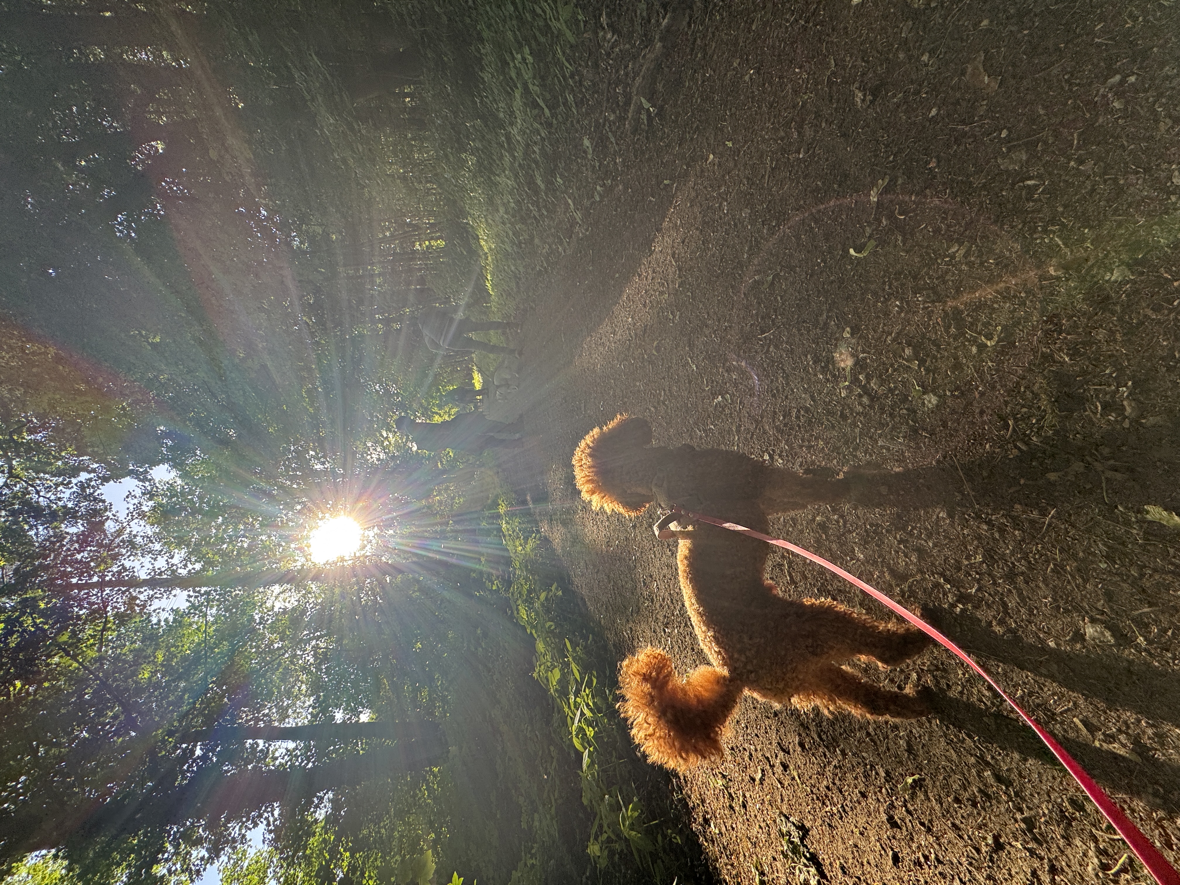 Trainingsgruppe im Wald mit Pudel an der Leine